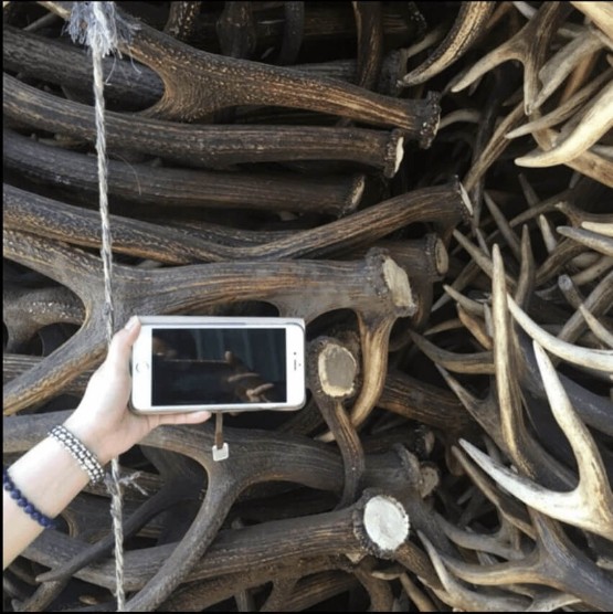 熬膠鹿角,鹿角熬膠,歐洲鹿角-專業熬膠鹿角批發|台灣控嘎